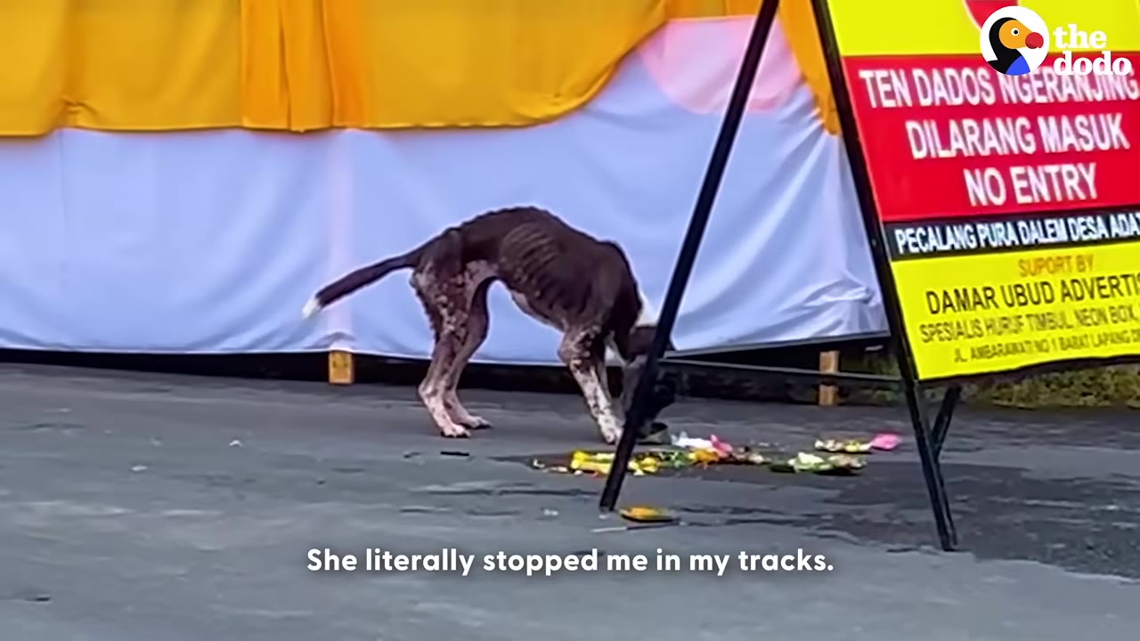 An extremely emaciated, dark-colored dog stands on a paved road next to a red and yellow sign, looking down at some debris on the ground.