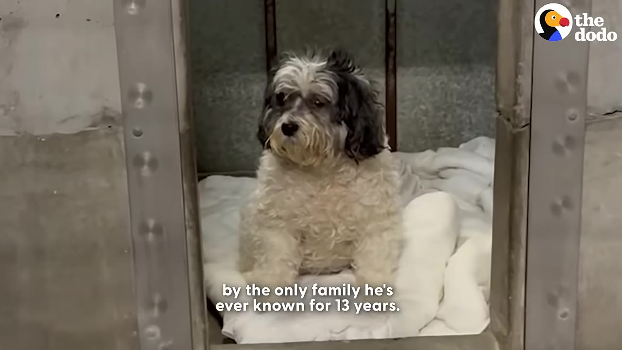 A small, fluffy black-and-white senior dog sits on a white blanket inside a metal shelter kennel, looking sad and confused.