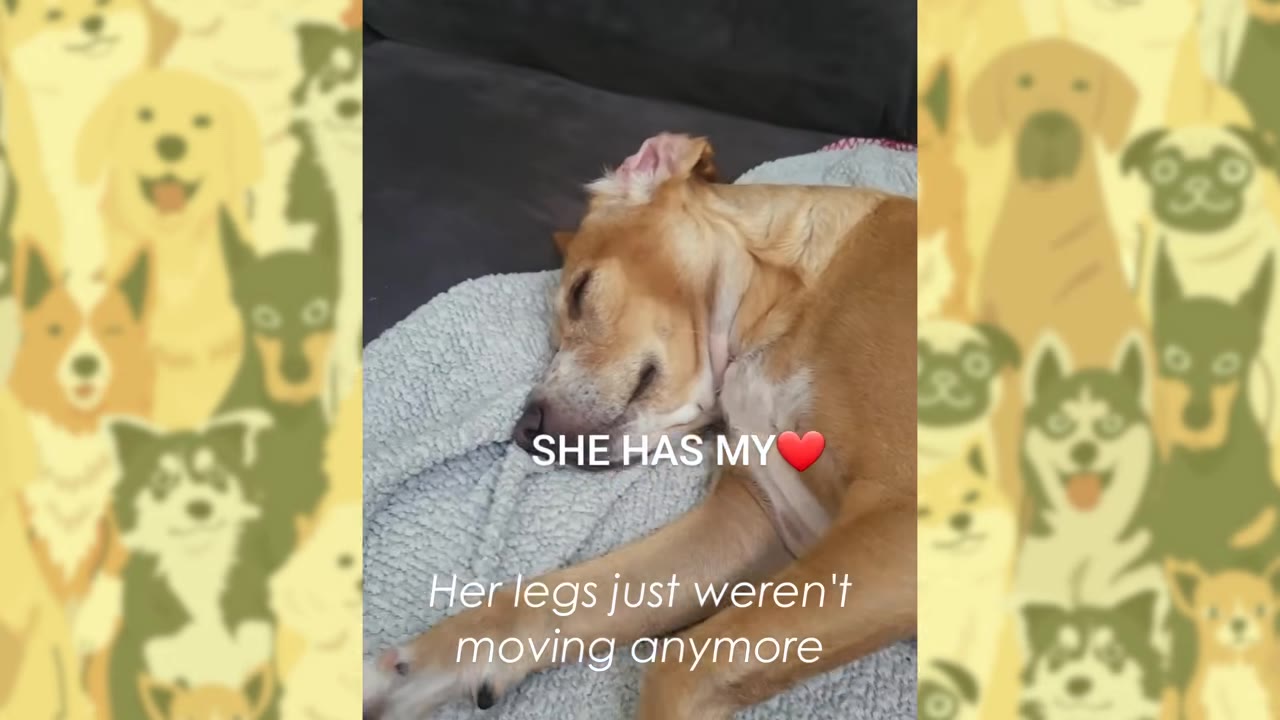 A tan dog lying down on a grey blanket with text that reads, 'Her legs just weren't moving anymore.'