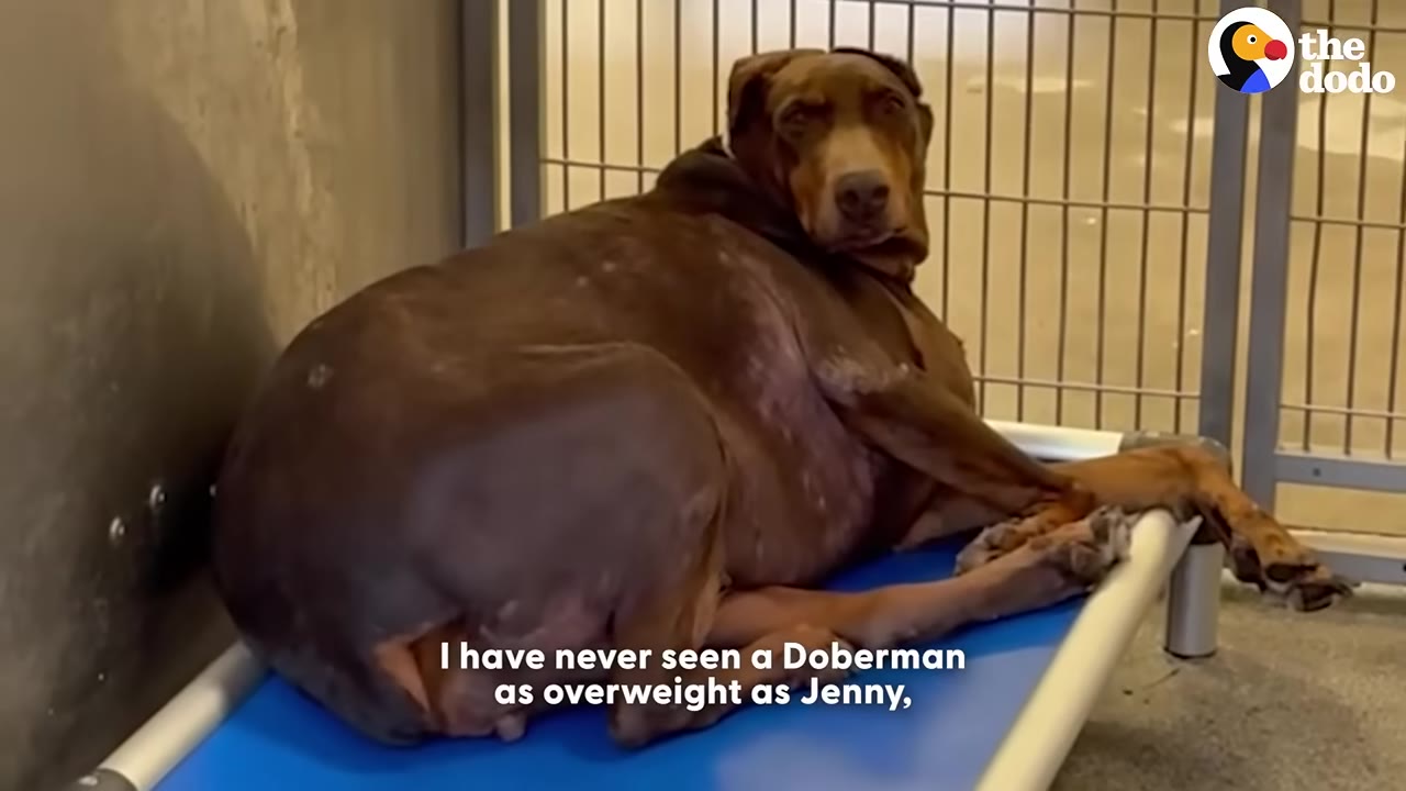A severely overweight brown Doberman lies on a blue cot inside a shelter kennel, looking back toward the camera.
