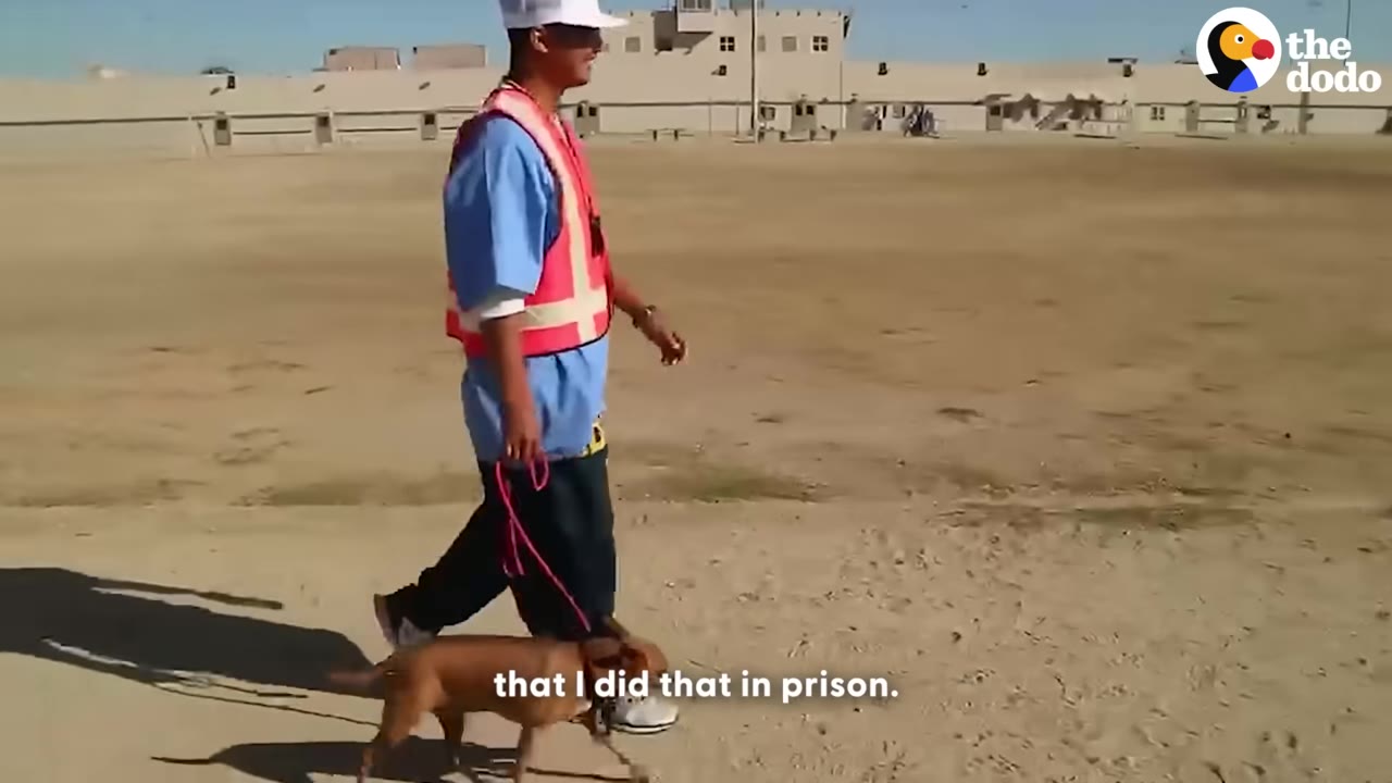 A man wearing a blue shirt, a bright pink safety vest, and a white cap walks a small brown dog on a leash across a dusty yard with prison buildings in the background.