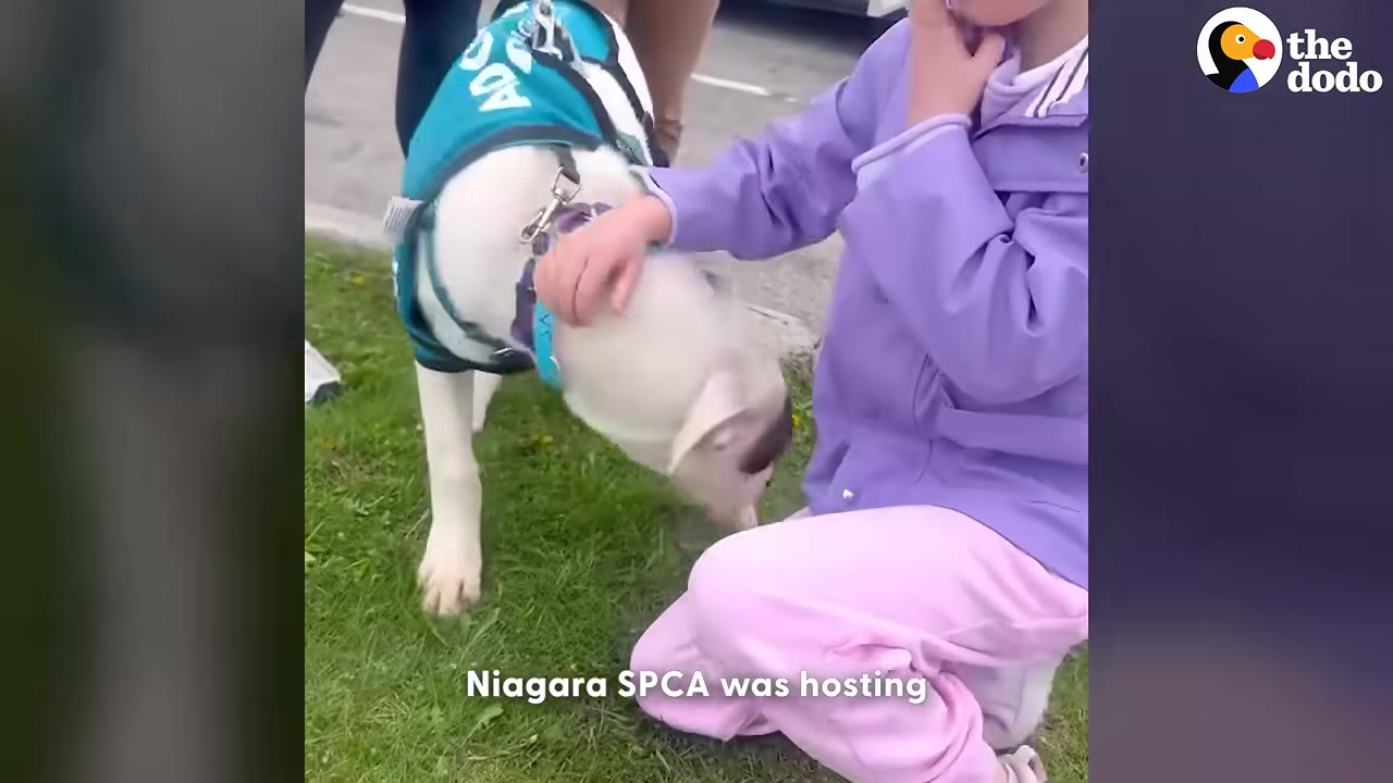 A young child in a purple jacket and pink pants gently pets a white dog wearing a teal adoptable dog vest on a grassy area.