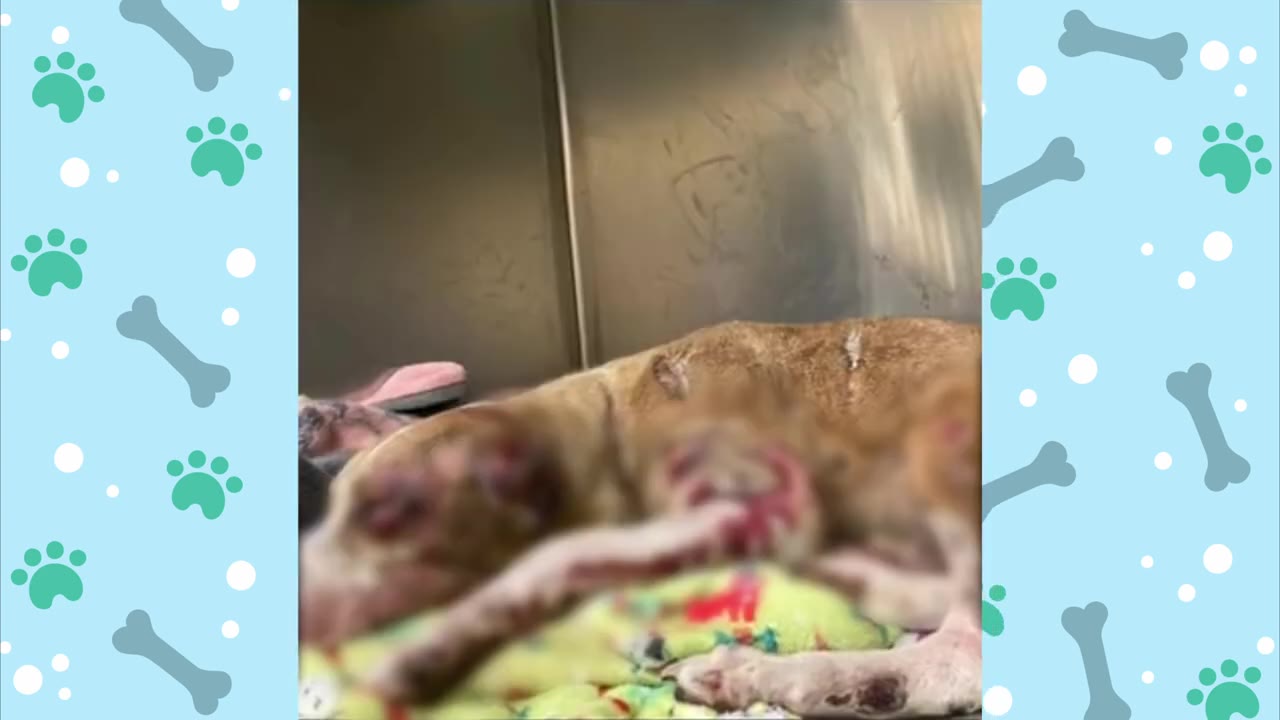 An injured, light brown dog lying down on a colorful blanket inside a metal enclosure, showing visible wounds on its body.