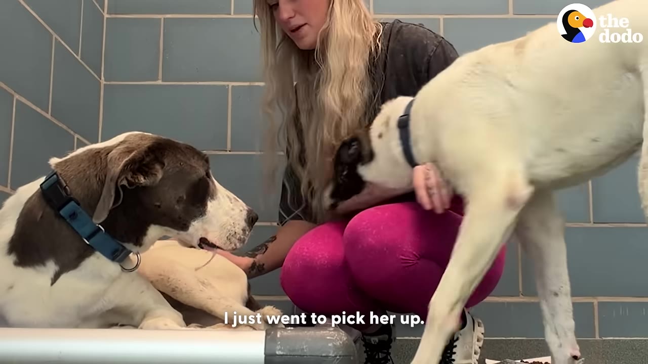A woman with long blonde hair and pink leggings kneels in a shelter kennel, interacting with two dogs—one lying down with a blue collar and another white dog standing beside her.