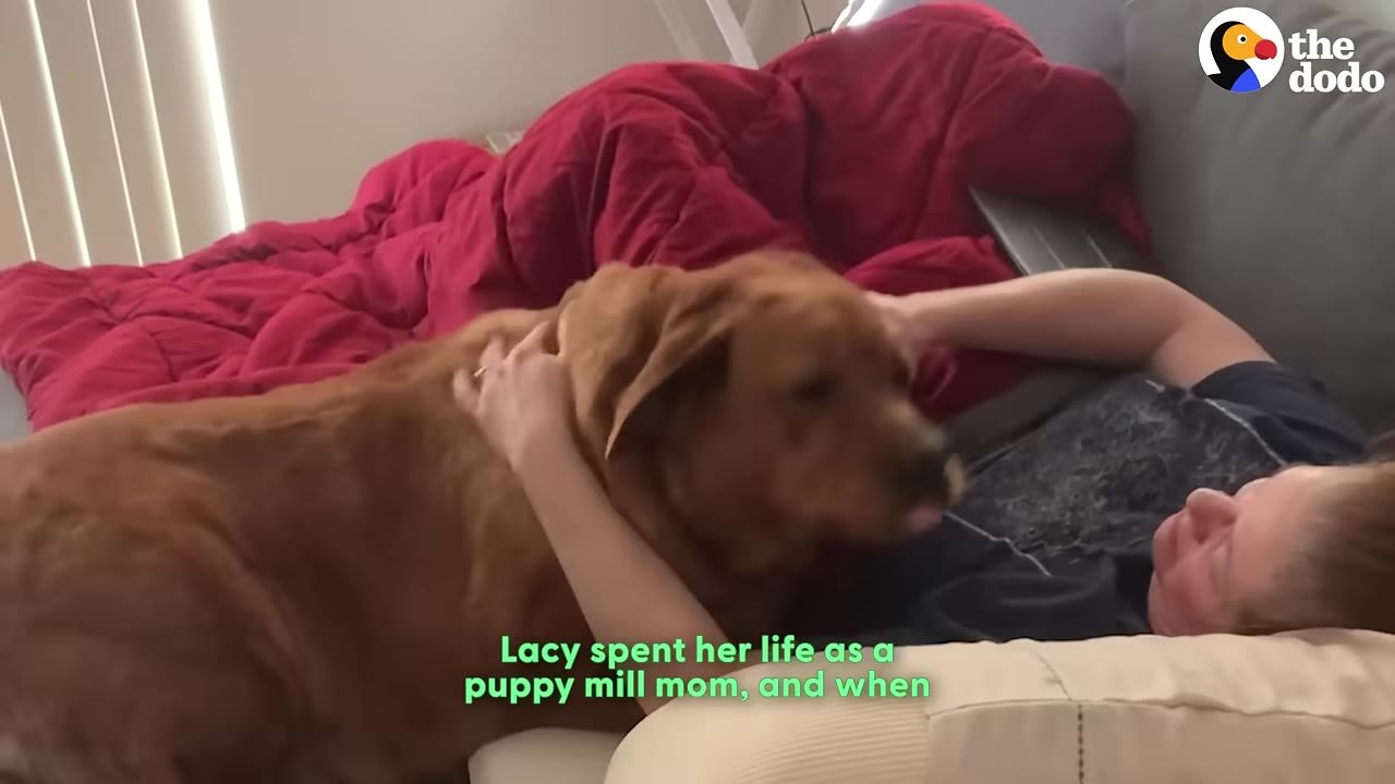 A golden-brown Labrador Retriever lies on a bed next to a person who is gently petting her.