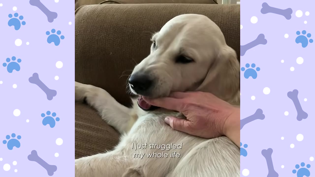 A close-up of a golden retriever resting its head on a couch while a person's hand gently holds its chin, with the caption 'I just struggled my whole life' on screen.