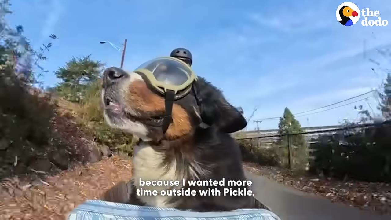 A Bernese Mountain Dog named Pickle wearing protective goggles looks up happily while riding in a carrier outdoors.