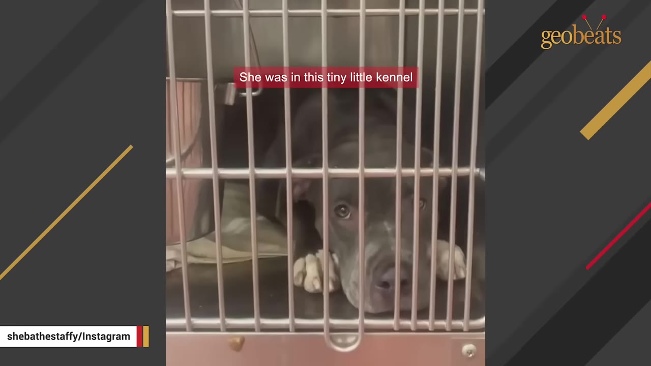 A sad-looking grey pit bull mix lies down inside a metal kennel cage, looking out through the bars.