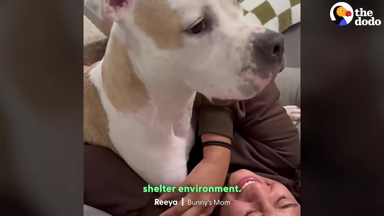 A white and tan dog named Bunny sits on his owner's chest, looking alert and slightly anxious, with a subtitle reading 'shelter environment.'