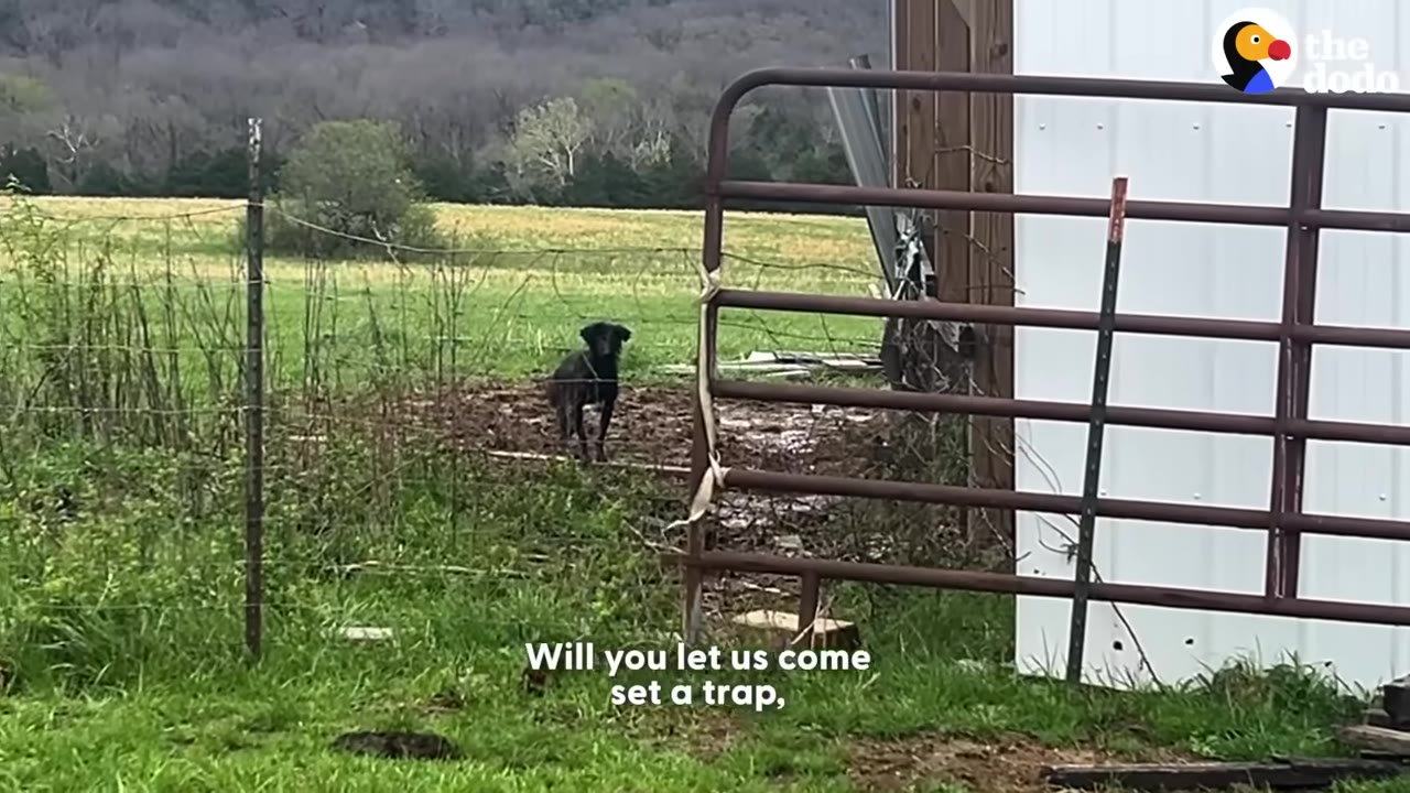 A black dog stands alertly in a muddy area behind a metal gate, looking directly towards the camera in a grassy field.