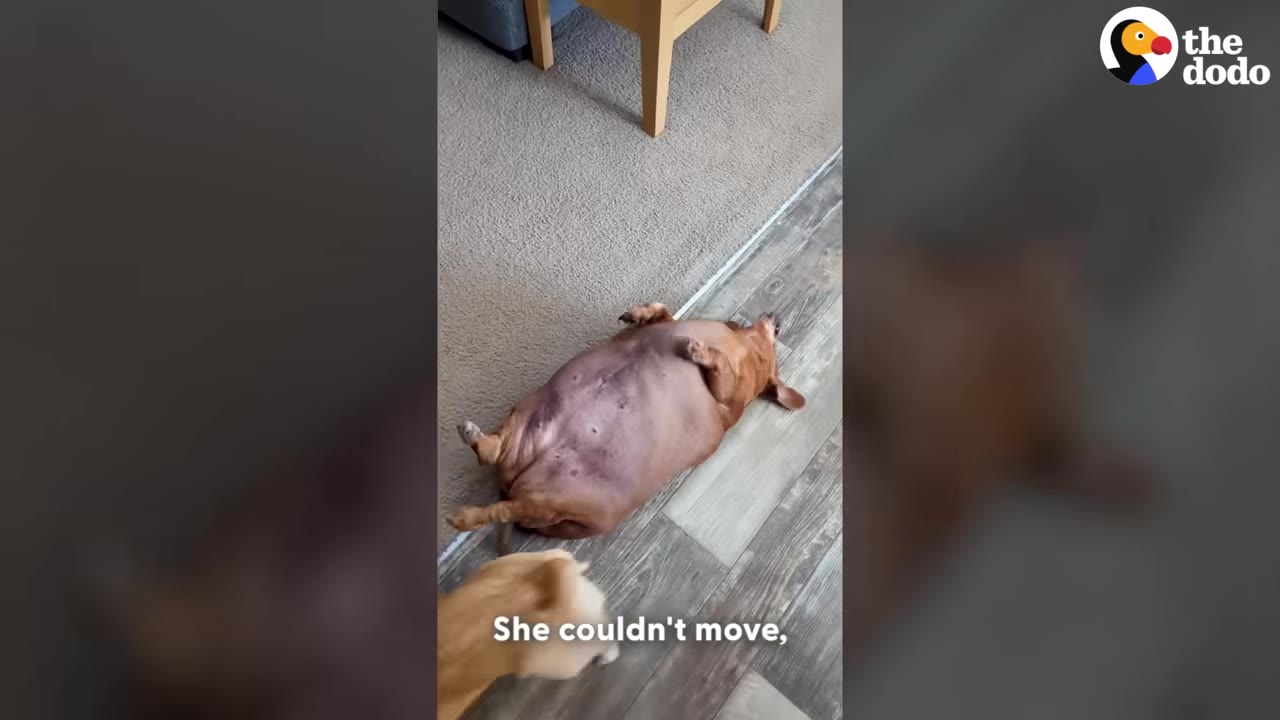 An extremely overweight brown dachshund lying helplessly on its back on the floor.