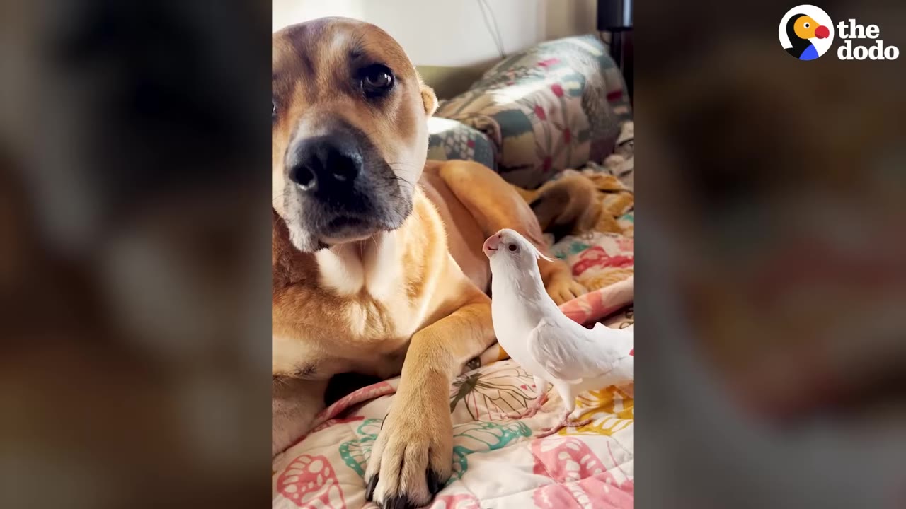 A tan dog lies on a colorful patterned blanket while a small white bird stands nearby, looking up at him.