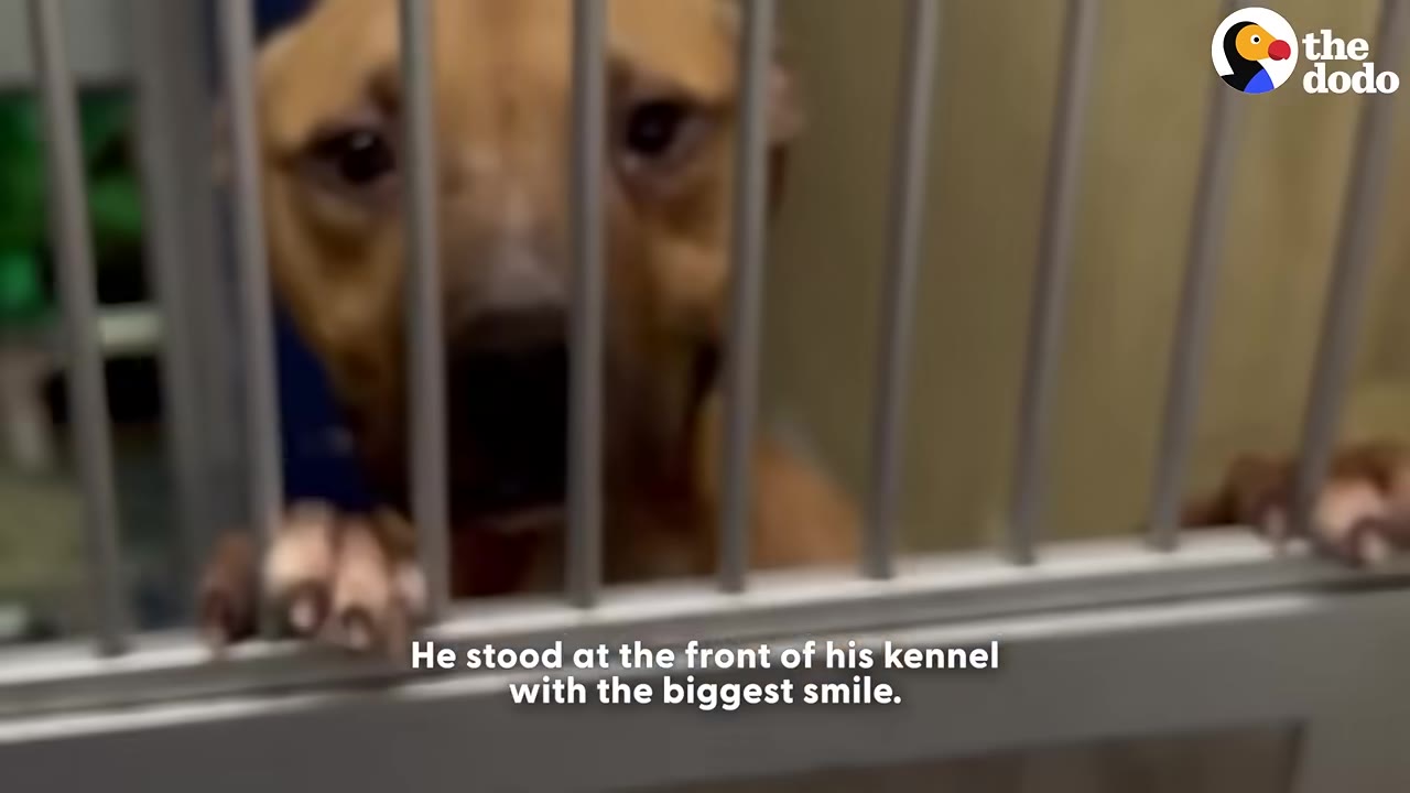 A brown dog looking through the metal bars of a shelter kennel with its paws resting on the ledge.
