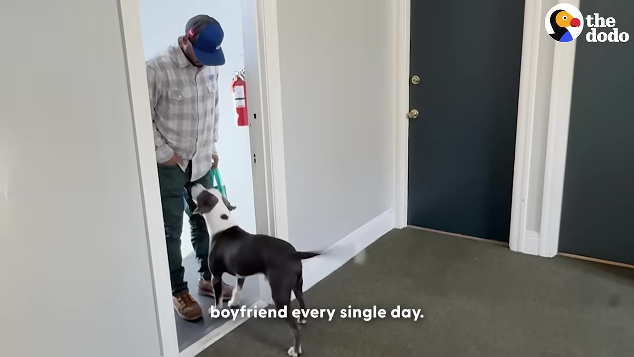 A black and white dog stands in a hallway, looking up at a man wearing a plaid shirt and a blue cap.