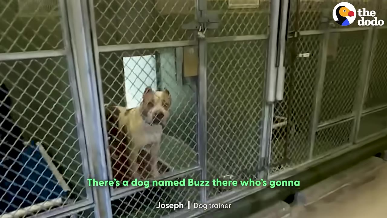 A brown and white dog stands inside a metal chain-link kennel at an animal shelter, looking out through the fence.
