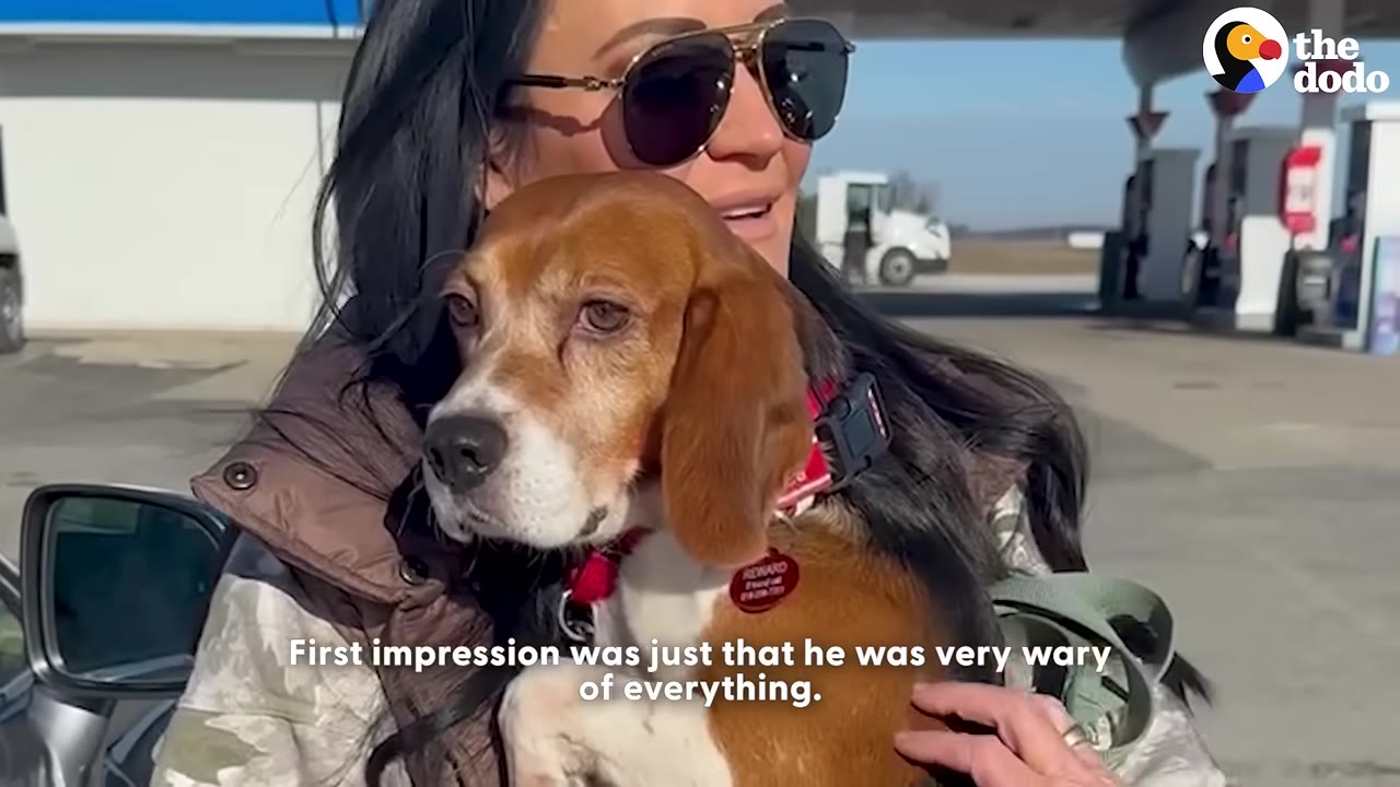 A woman wearing sunglasses holds a brown, white, and black beagle dog in her arms outdoors, with the dog looking off to the side with a wary expression.