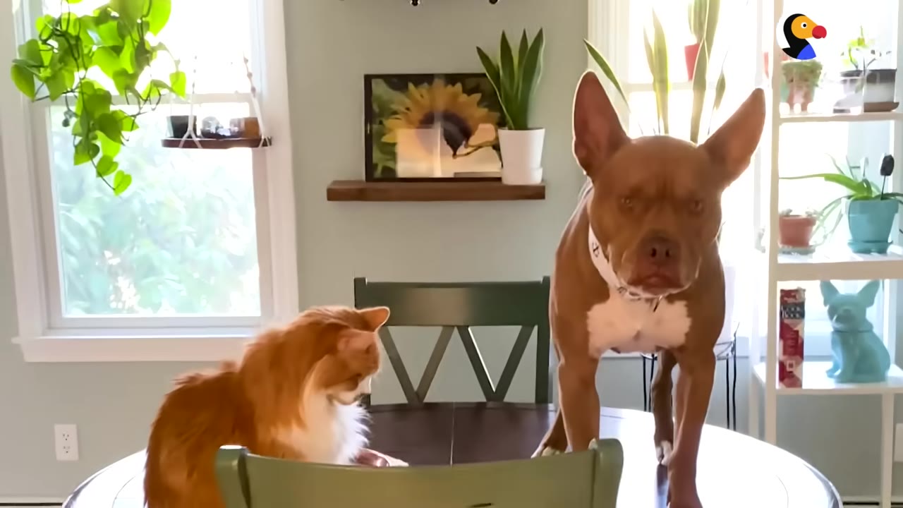 A brown dog with large, upright ears stands on a wooden dining table next to a fluffy orange and white cat.