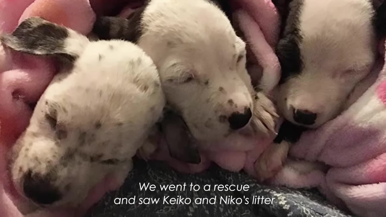 Three small white and black spotted puppies sleeping nestled together in a pink blanket.