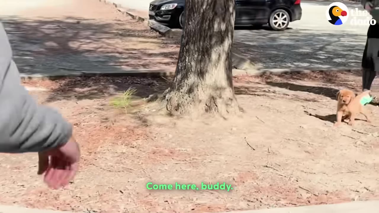 A small golden puppy stands near the base of a large tree in a park as a man reaches his hand out towards it.