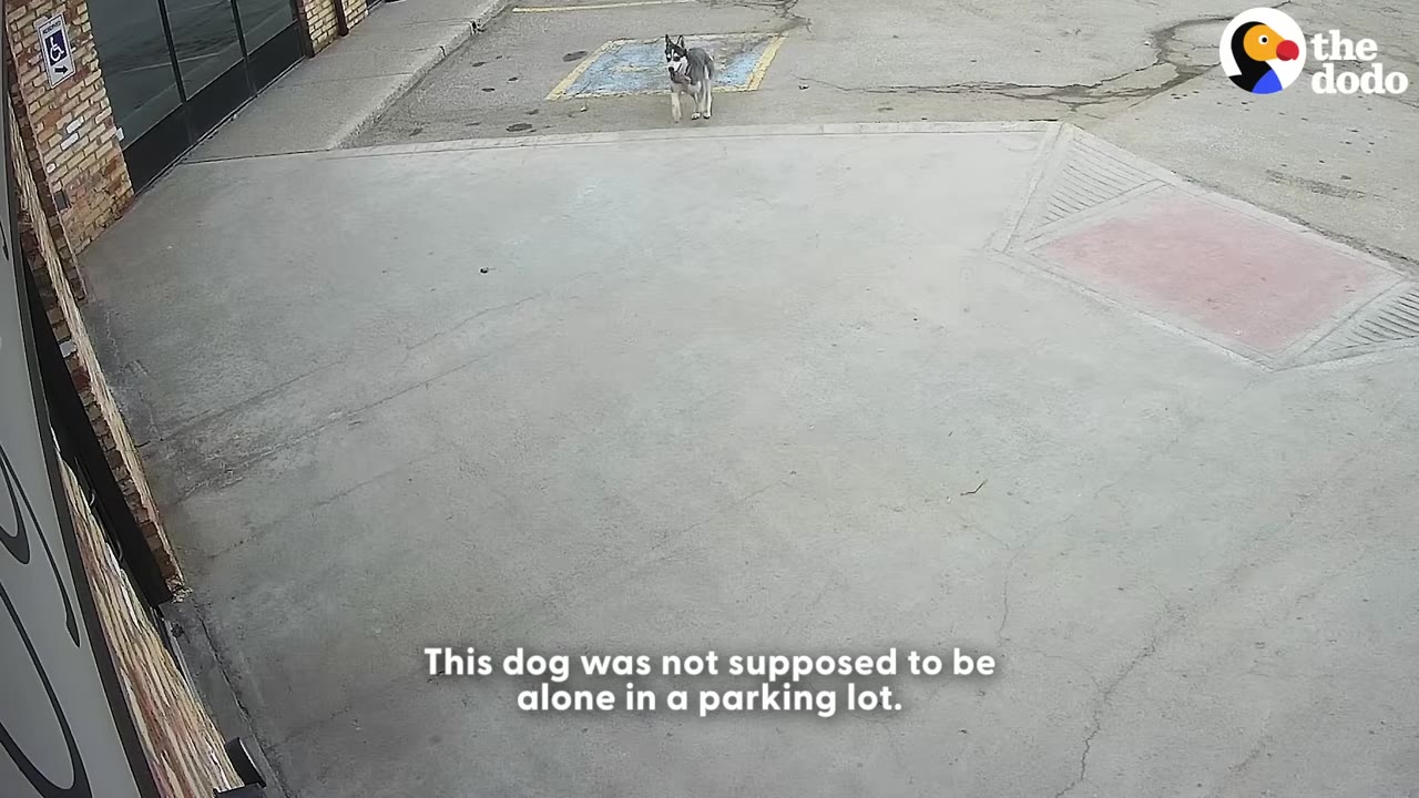 A husky dog stands alone in an empty concrete parking lot, captured from a high-angle security camera perspective.