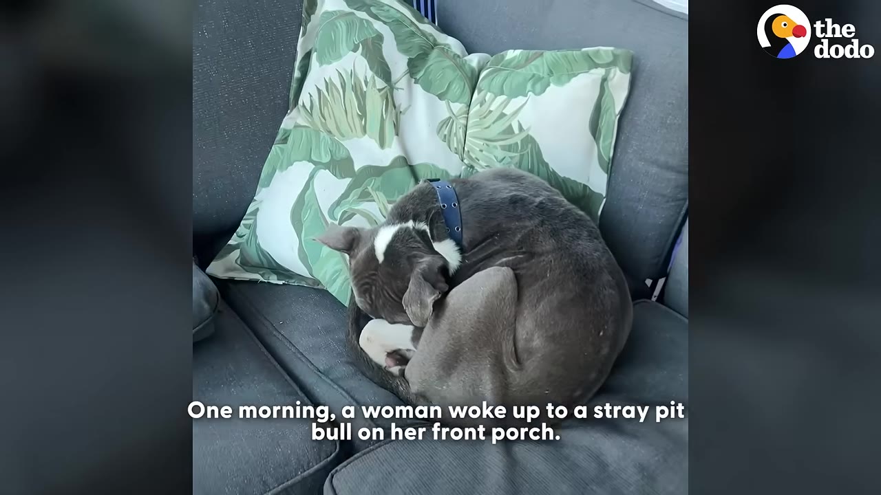 A gray and white pit bull curled up tightly on a gray outdoor couch cushion next to a green leaf-patterned pillow.