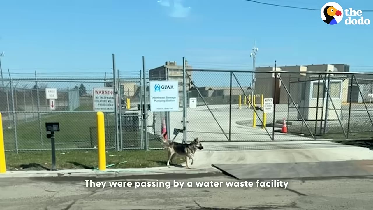 A German Shepherd dog walks near the gated entrance of the GLWA Northeast Sewage Pumping Station.