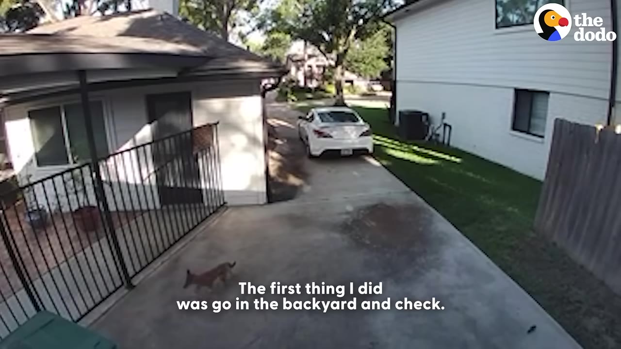 A daytime security camera view of a residential backyard and driveway, where a small brown wild animal is walking across the concrete.
