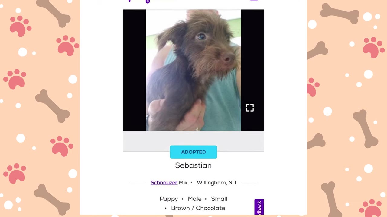 A screenshot of an online adoption profile for a small brown Schnauzer mix puppy named Sebastian.