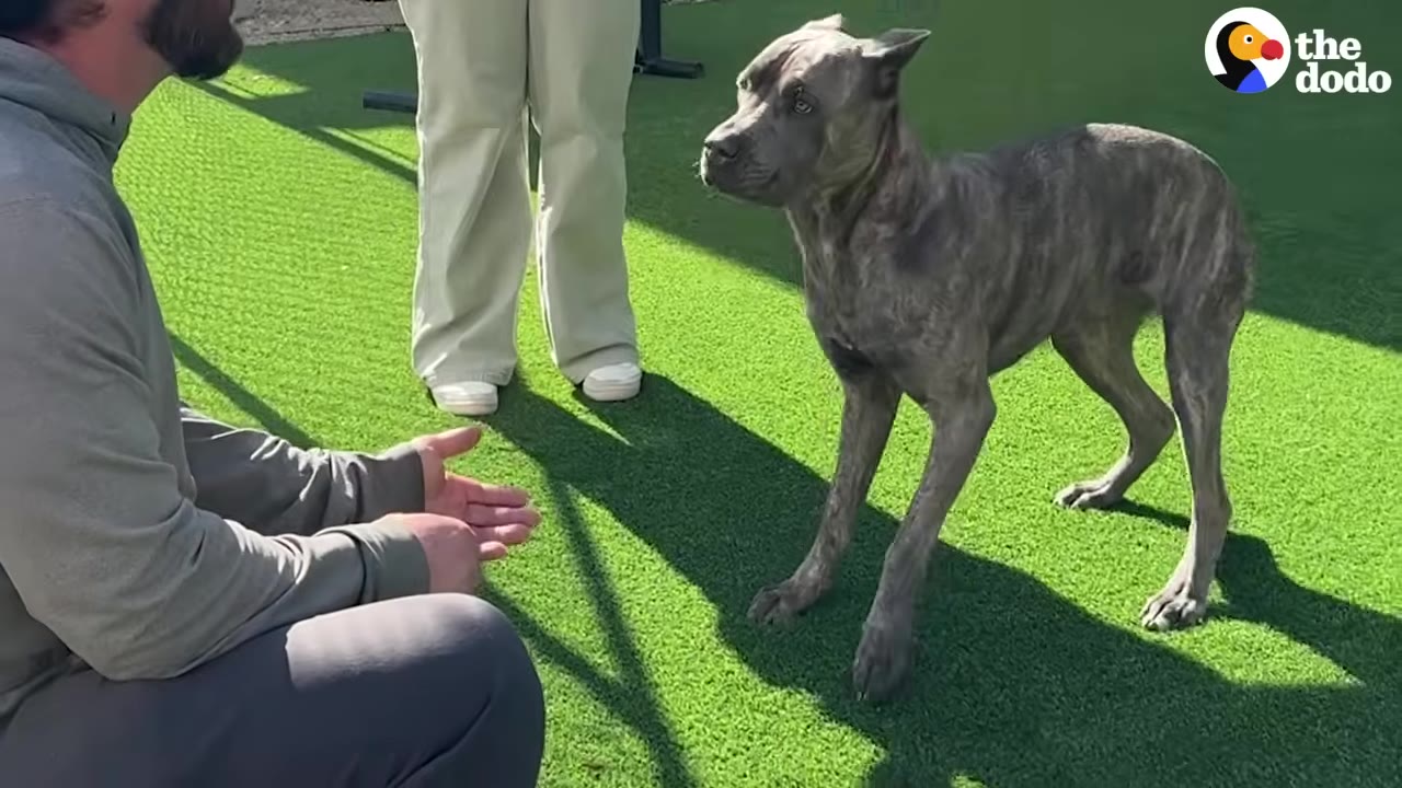 A brindle dog stands hesitantly on green turf, looking warily at a man kneeling with his hands open in front of him.