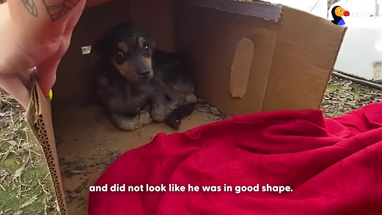 A hand lifts the flap of a cardboard box to reveal a small black and tan puppy huddled inside next to a red blanket.