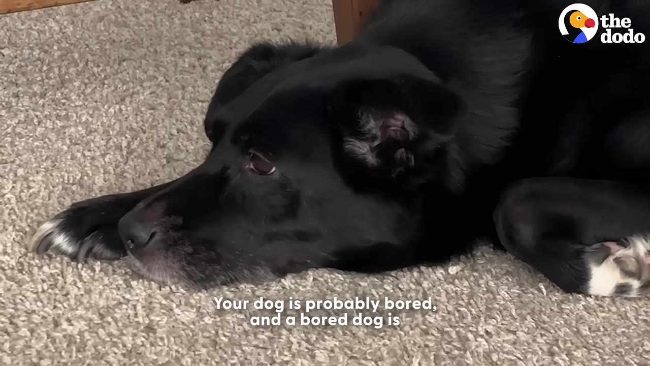 A black dog lying down on a beige carpet, looking sad or bored.