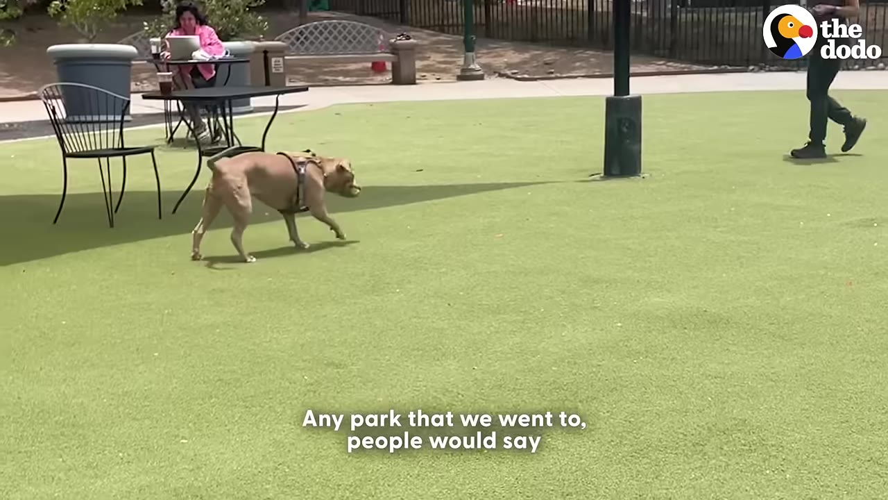 A tan bully breed dog wearing a harness walks across a green turf field at a public park.