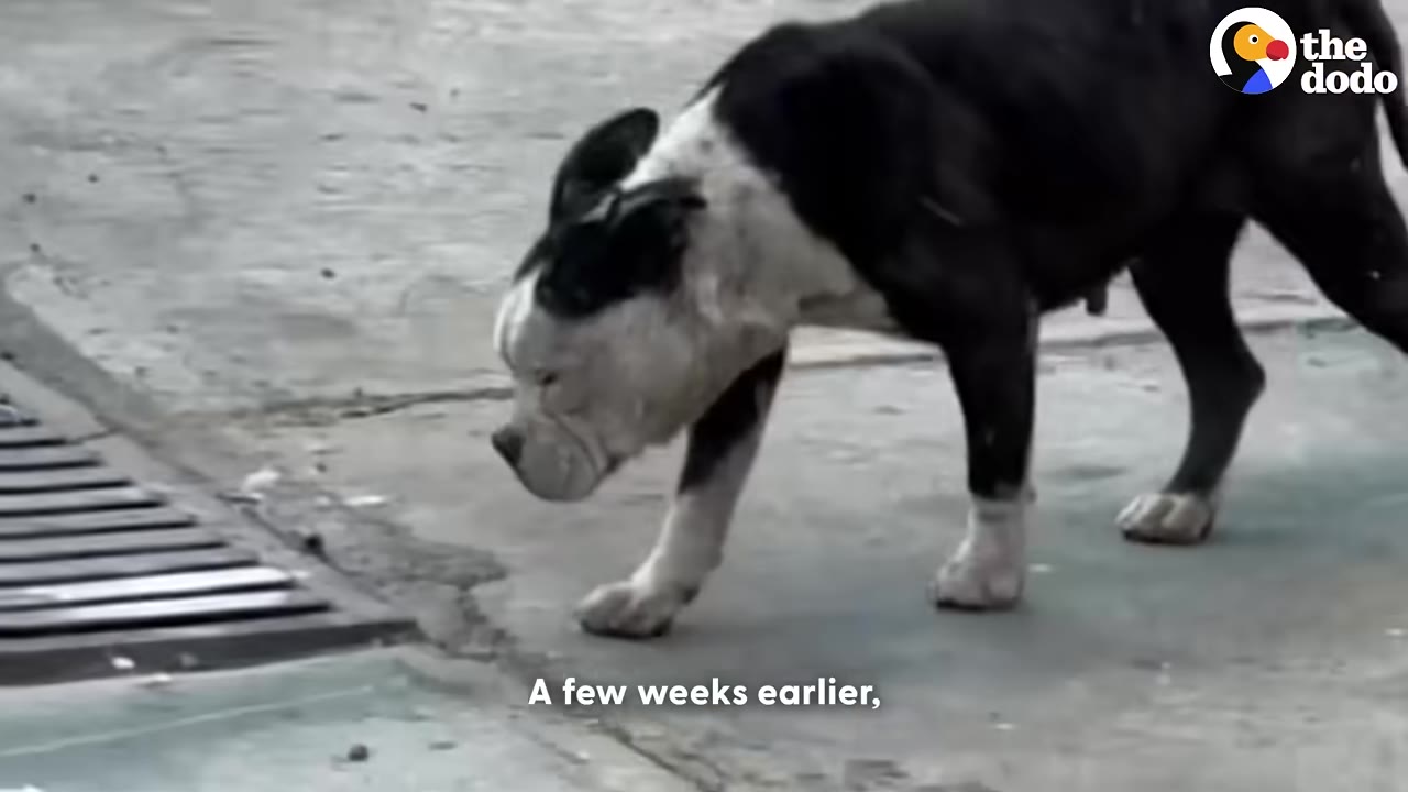 A black and white dog walks slowly on a concrete street with its head down.