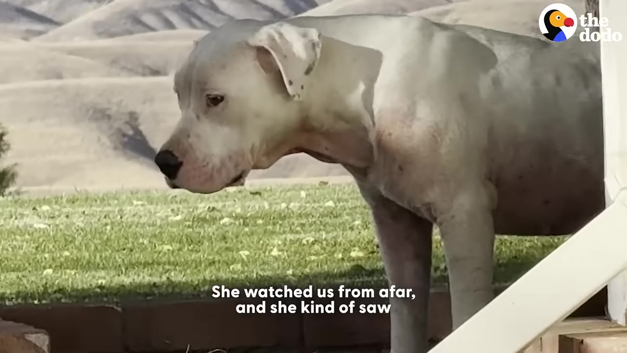 A white dog stands near a porch railing, looking out over a grassy field toward distant hills.