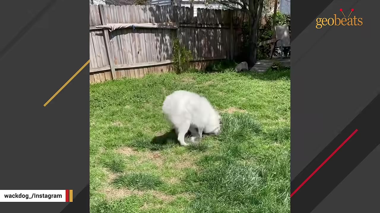A fluffy white dog playfully rolls and digs in the green grass of a backyard with a wooden fence.