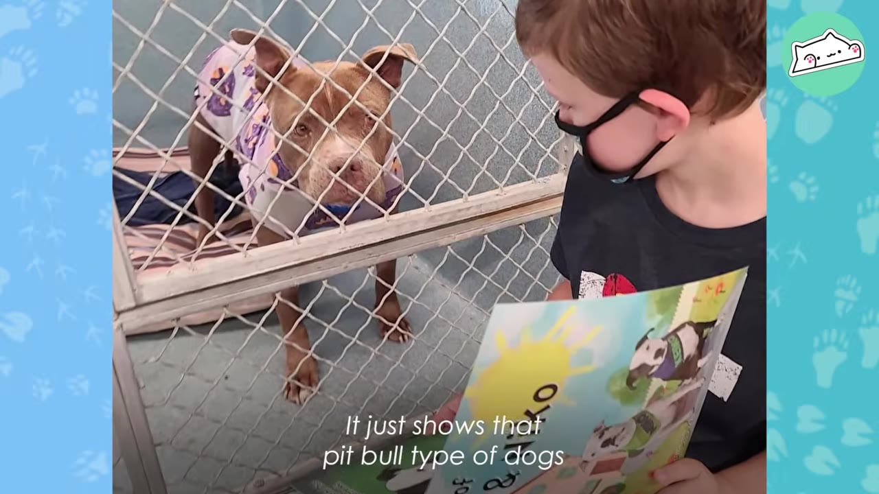 A young boy wearing a face mask reads a children's book to a brown and white pit bull-type dog inside a shelter kennel.