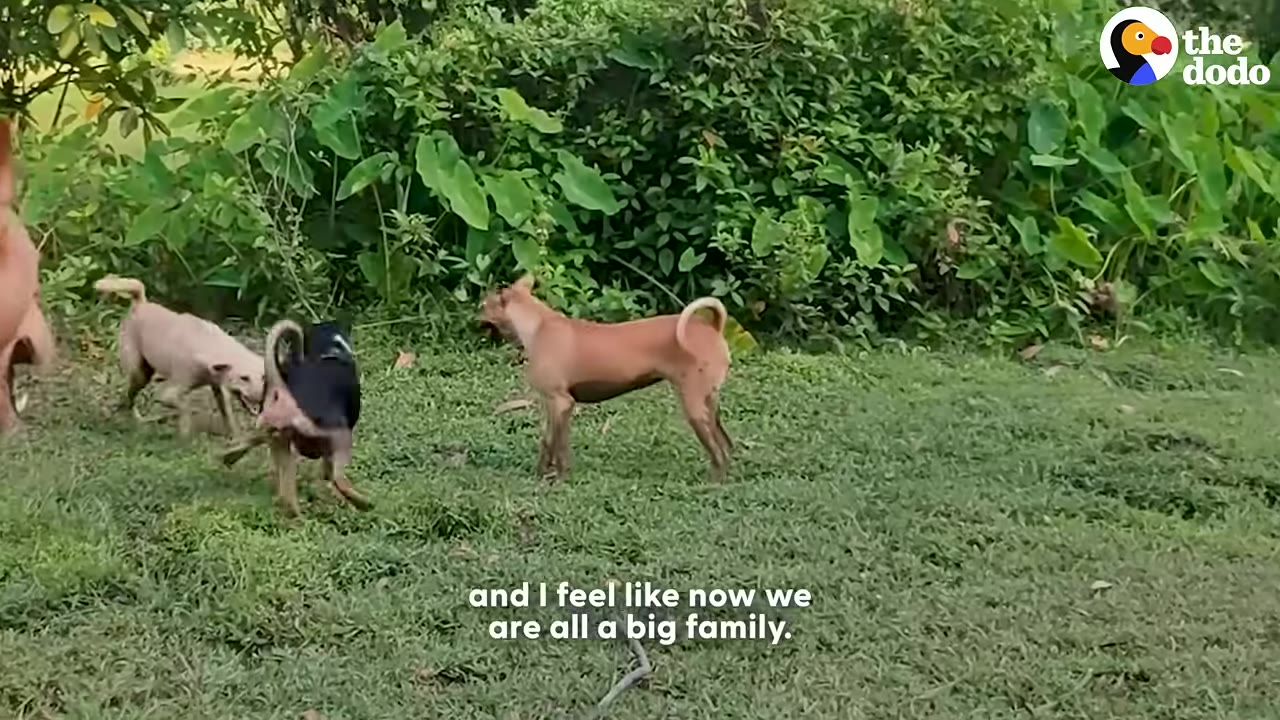 Several dogs of different colors play together in a grassy field with green bushes in the background.