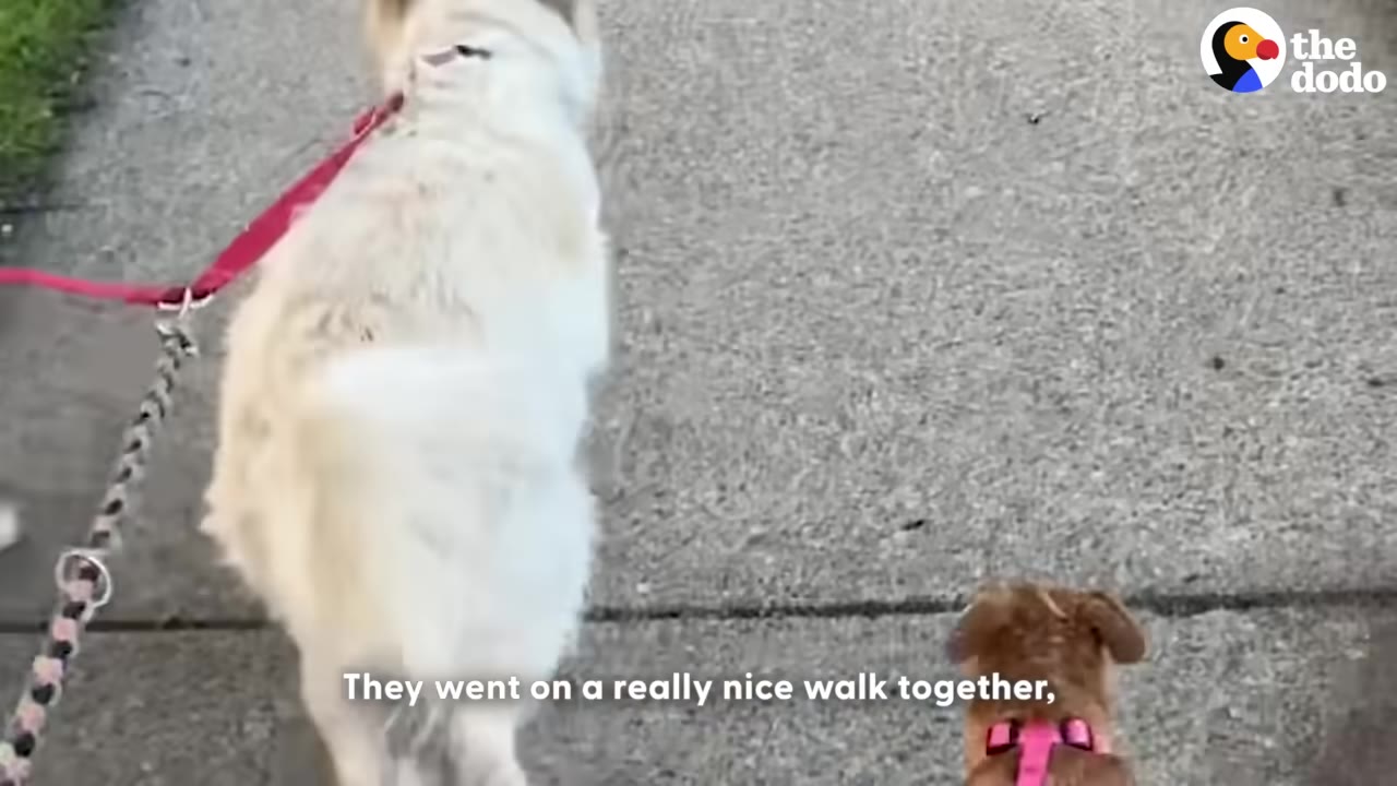 A small brown dog wearing a pink harness and a larger white dog on a red leash walk side-by-side on a concrete sidewalk.