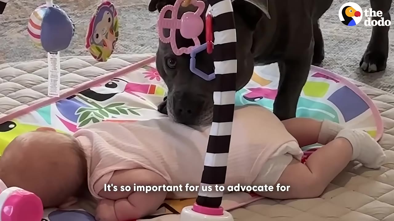A grey Staffordshire Bull Terrier stands over a baby lying on a colorful play mat, looking down at the baby's back.