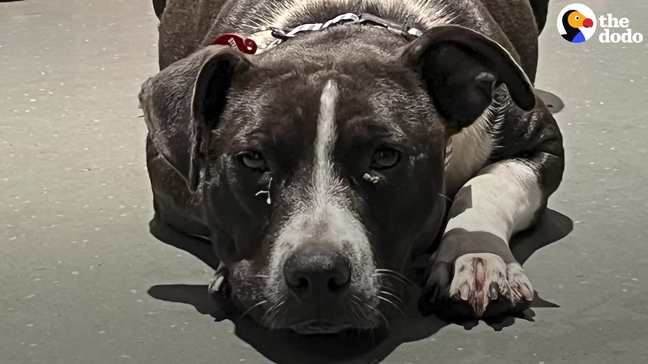 A close-up of a brindle and white dog lying down on a grey surface, looking directly at the camera.