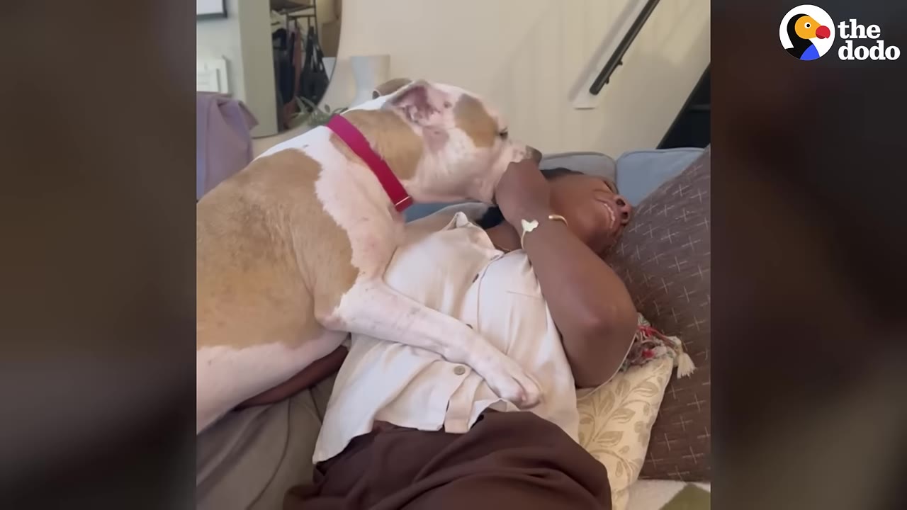 A tan and white dog wearing a red collar leans over a woman lying on a couch, who is smiling and laughing.