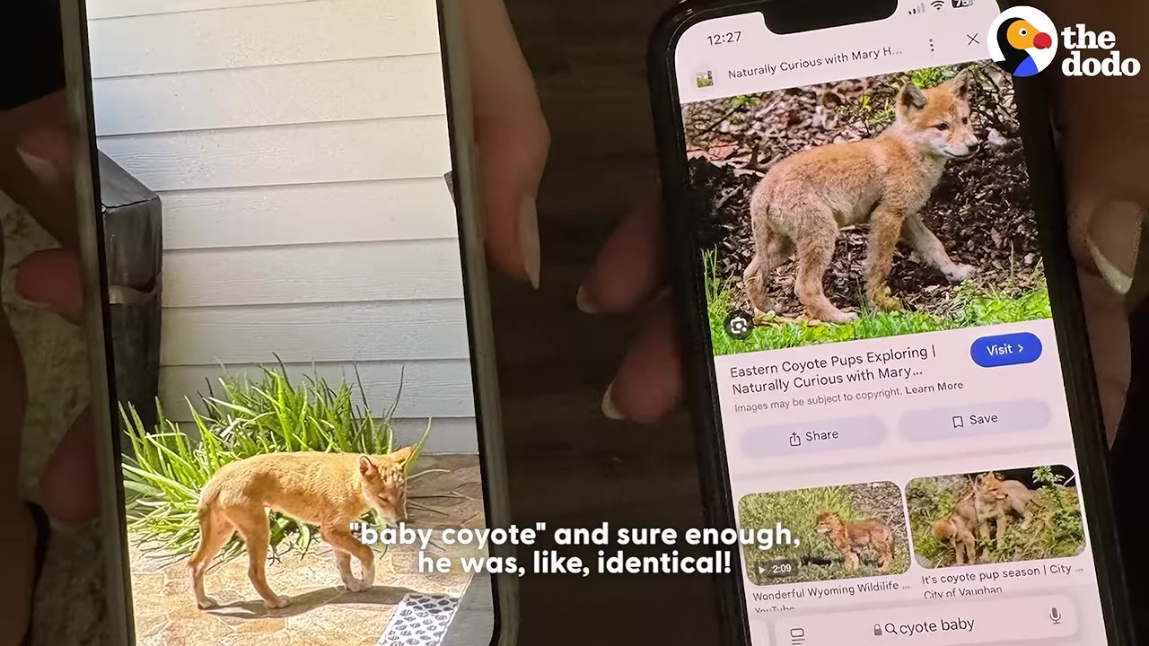 A person holding two smartphones side-by-side; the left screen shows a photo of the light brown, puppy-like animal they found, while the right screen shows a Google search result for 'baby coyote' with a highly similar-looking animal.