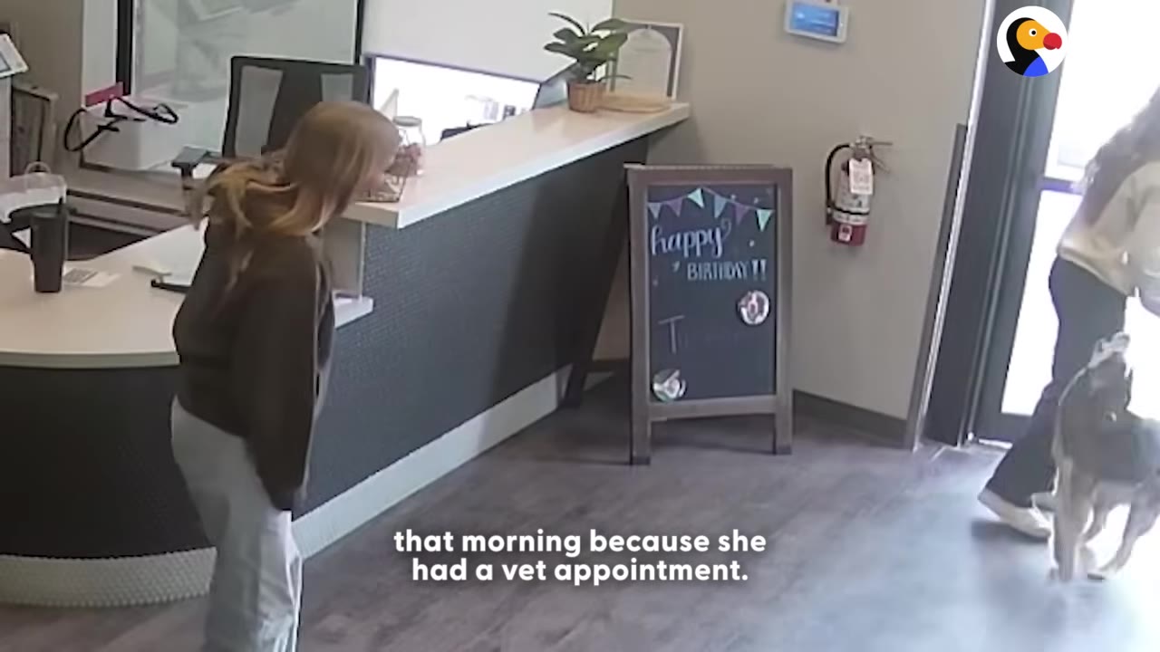 A security camera view of a dog daycare lobby where a woman stands near the reception desk while another person walks a dog near the glass exit door.