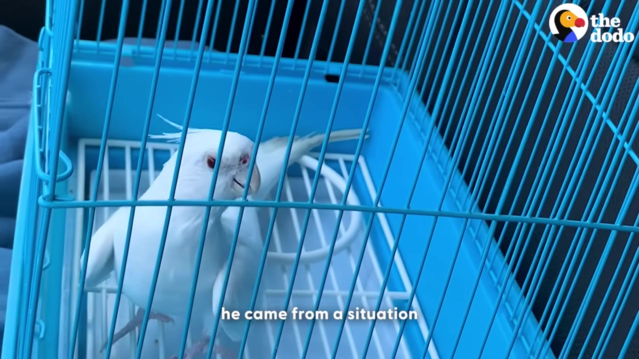 A white cockatiel with red eyes looks out from inside a bright blue wire cage.