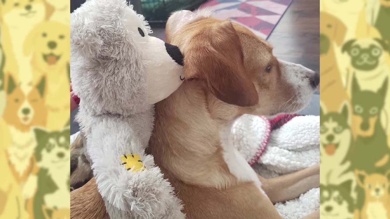 A tan and white dog sitting calmly next to a white stuffed animal toy.