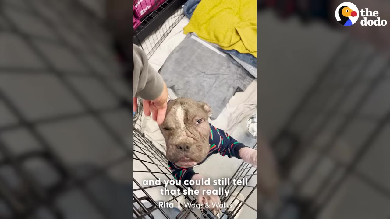 A person's hand gently pets the head of a scarred, light-brown dog wearing a striped sweater inside a metal crate.