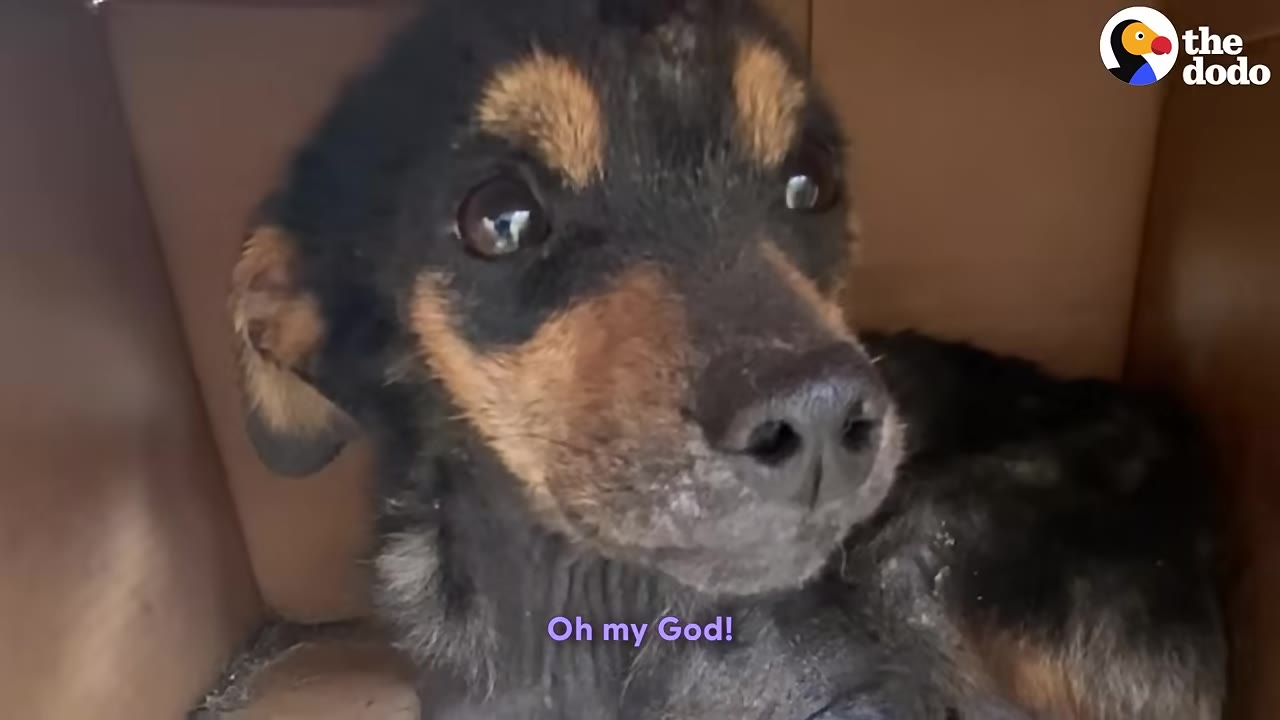 A close-up of a small black and tan puppy looking up from inside a cardboard box with wide, expressive eyes.