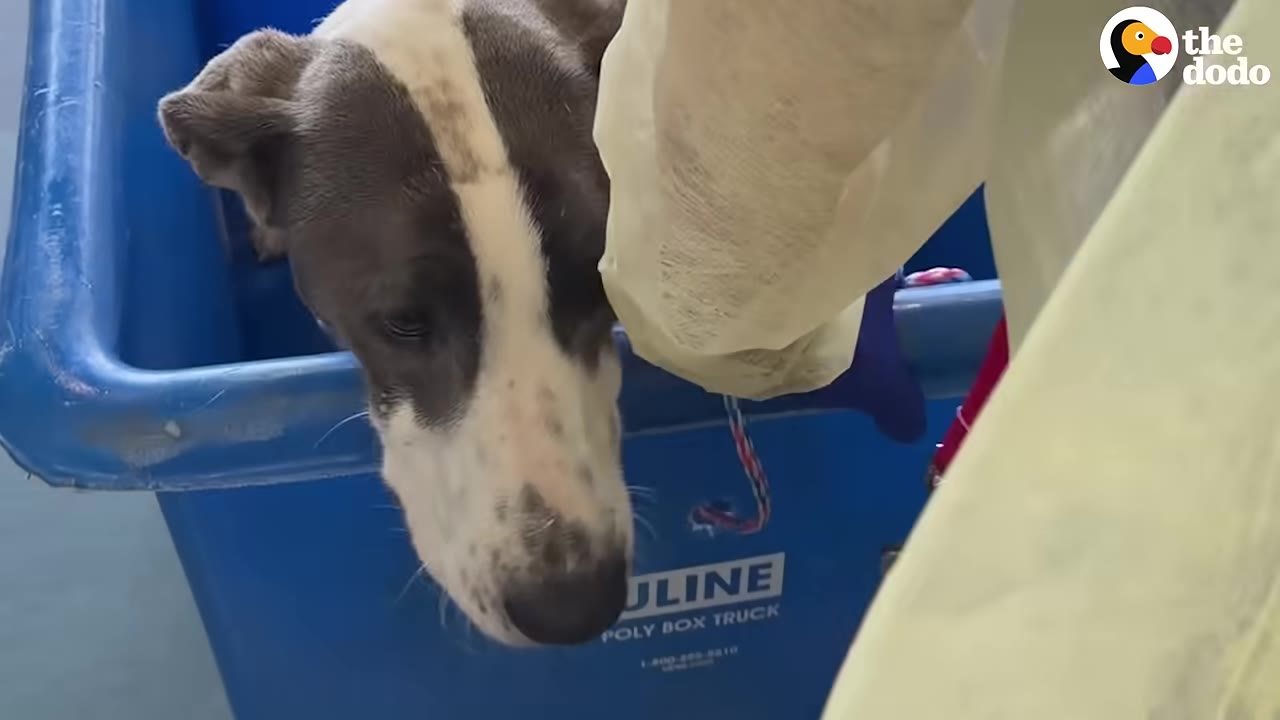 A close-up of a white and grey dog looking down from inside a blue plastic bin as a person in a protective gown reaches toward it.