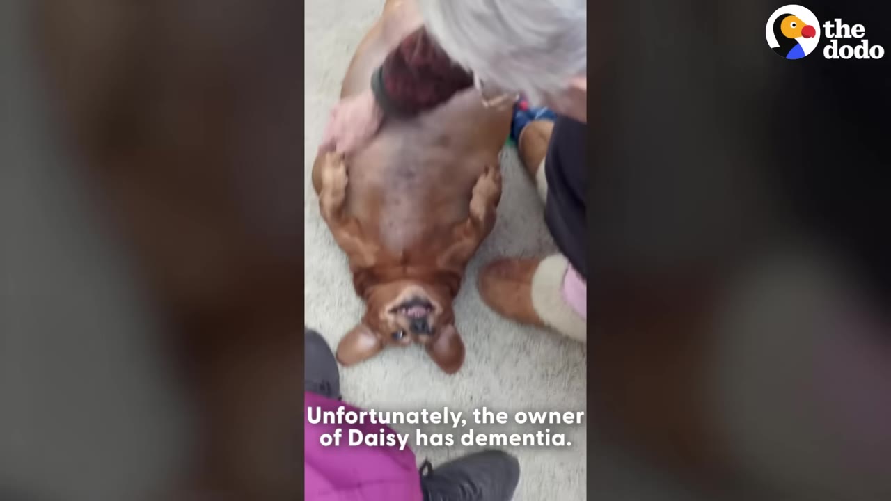 An extremely overweight brown dog lies on her back on a carpeted floor while a person gently pats her large stomach.