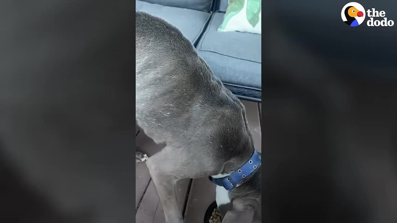 A thin grey dog wearing a blue collar eats from a bowl on a wooden deck.